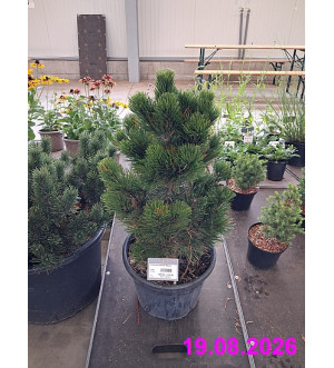 Pinus leucodermis 'Malinki' C 18 L